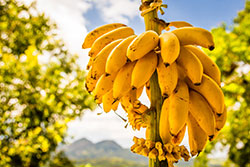 Подкормка растений банановой кожурой