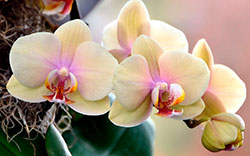 Заставляем цвести орхидею фаленопсис