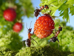 Битва за урожай: муравьи на участке