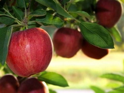 Битва за урожай: черный рак яблони и груши