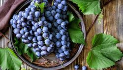 Сбор и хранение винограда 