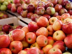 Что делать с большим урожаем яблок?