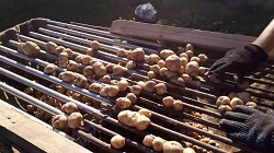 Калибровка картофеля