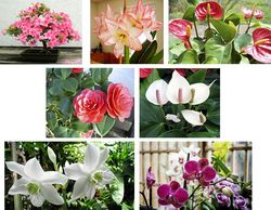 «Зимняя семерка» красиво цветущих комнатных растений 