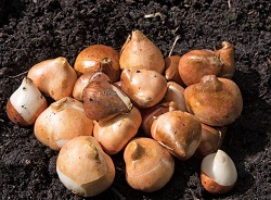 Когда выкапывать и как хранить луковицы тюльпанов? 