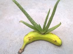 Проращивание суккулента в банане