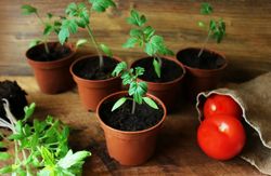 С чего начать выращивать помидоры – советы новичкам!