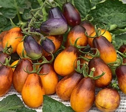 Сроки посева семян томатов