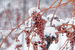 Подготовка винограда к зиме