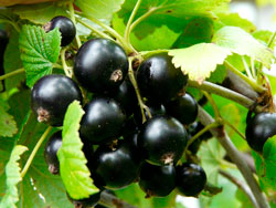 Фрукты и ягоды – Черная смородина