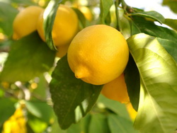 Фрукты и ягоды – Лимон
