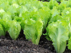 Овощи и зелень – Салат латук