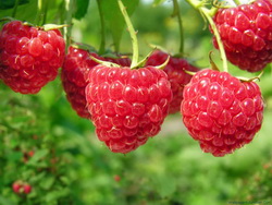 Фрукты и ягоды – Малина