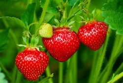 Фрукты и ягоды – Земляника