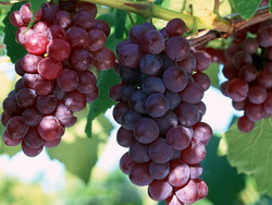 Фрукты и ягоды – Виноград