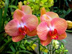 Цветы – Орхидея фаленопсис