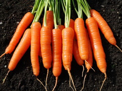 Овощи и зелень – Морковь