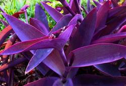 Цветы – Сеткреазия пурпурная